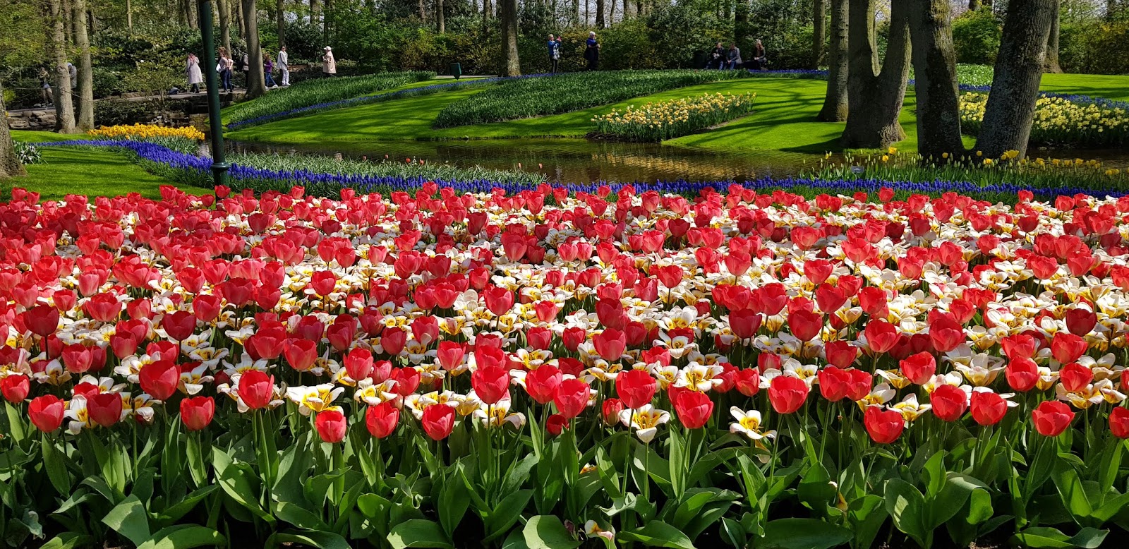 JollyDays Supported Holidays Dutch Bulb Fields & Amsterdam with Midi