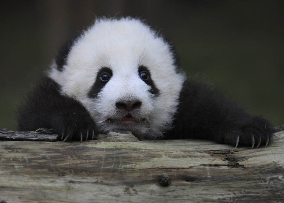 Cute!: Hang on, baby panda! It's almost Friday!