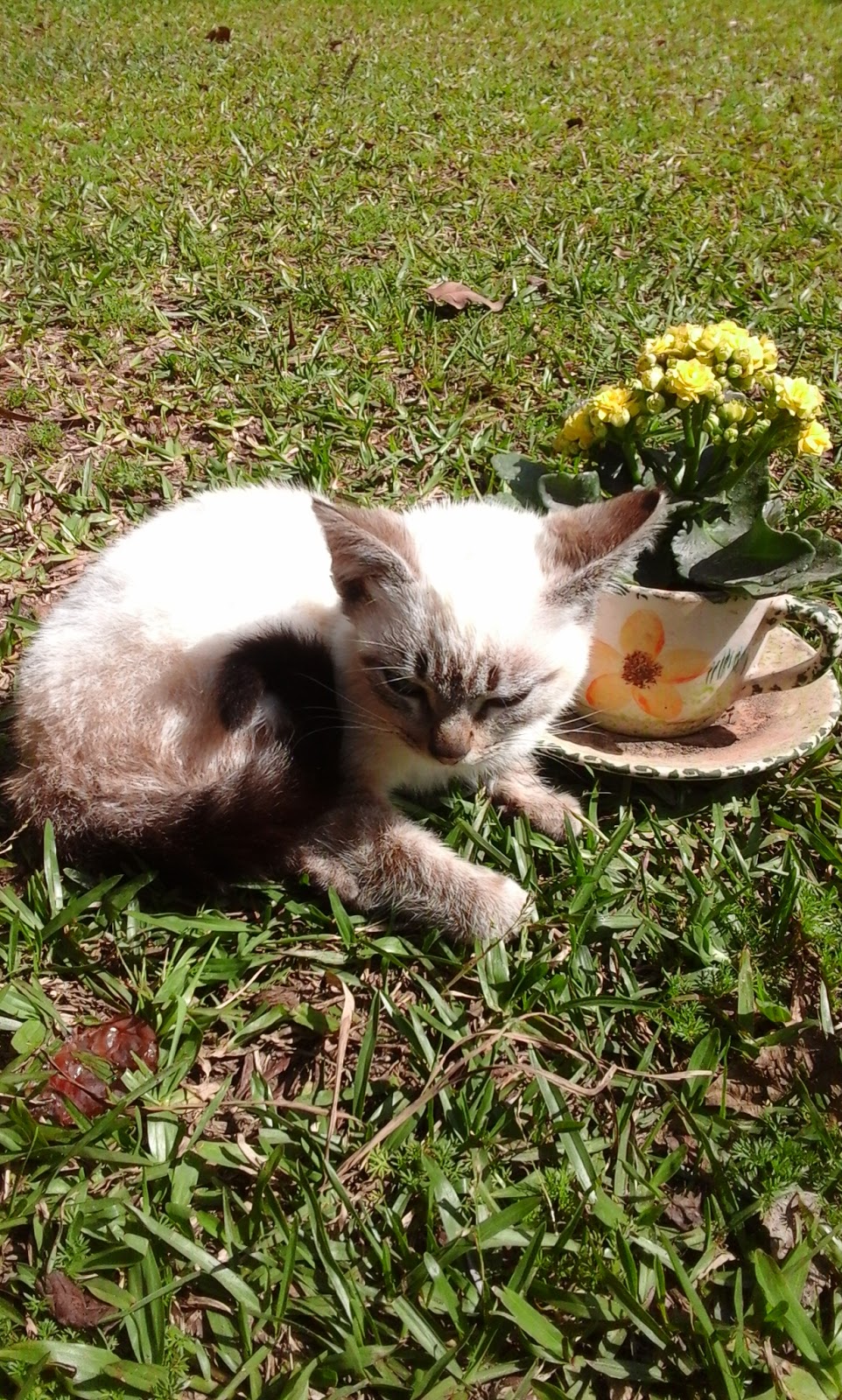 Minha Vida De Campo Cusco Baio minha vida de campo blogger