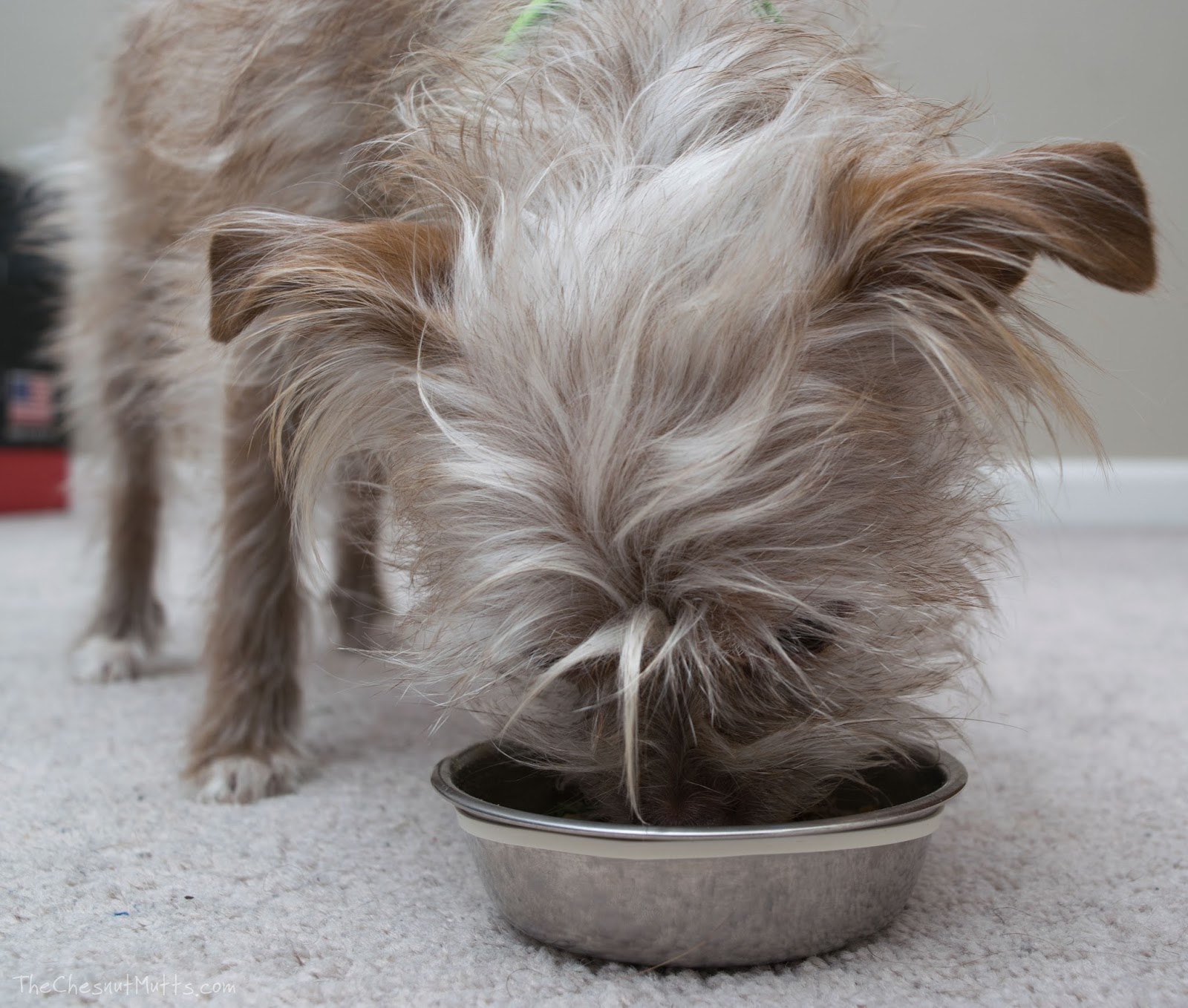 only natural pet wholesome homemade dog food