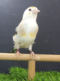 Mutación Aminet Pio
