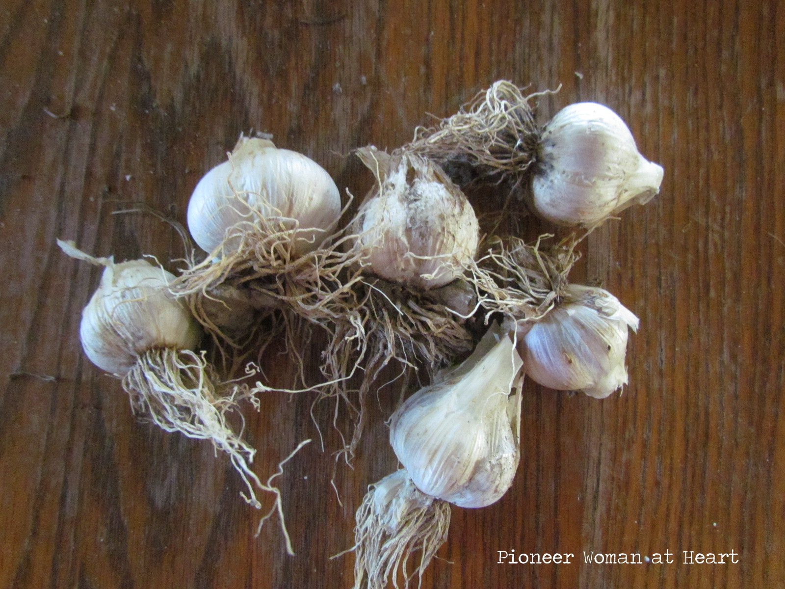 Pioneer Woman at Heart Dehydrating Garlic