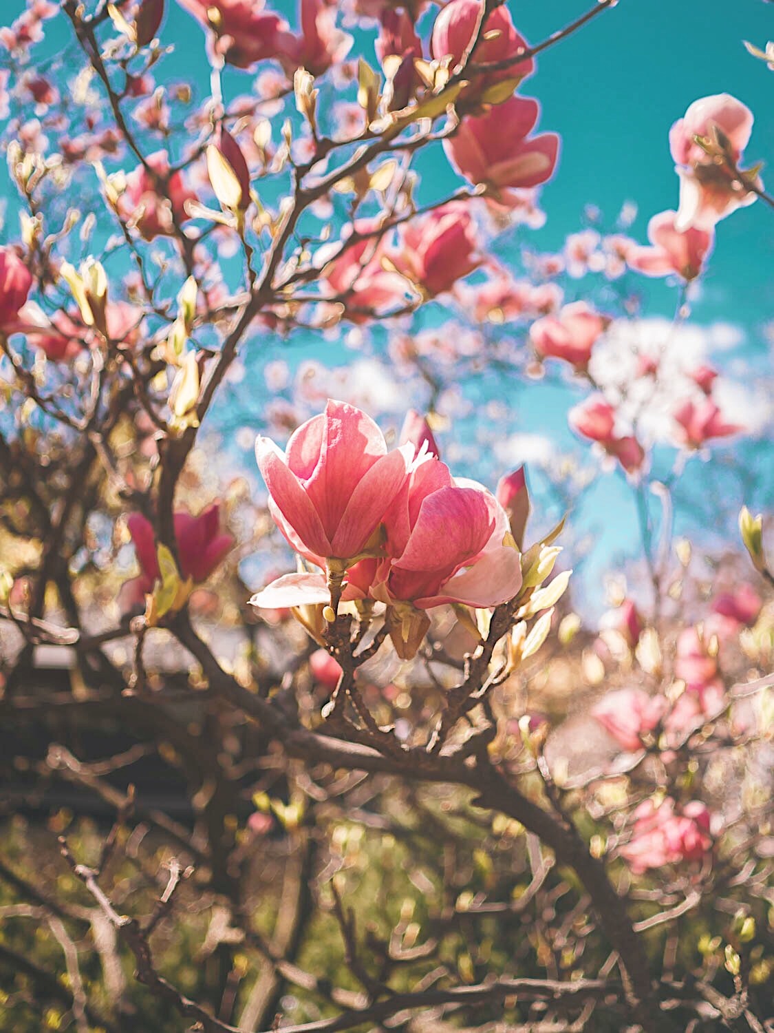 Wien Futtert Der Hollerkoch In Gersthof