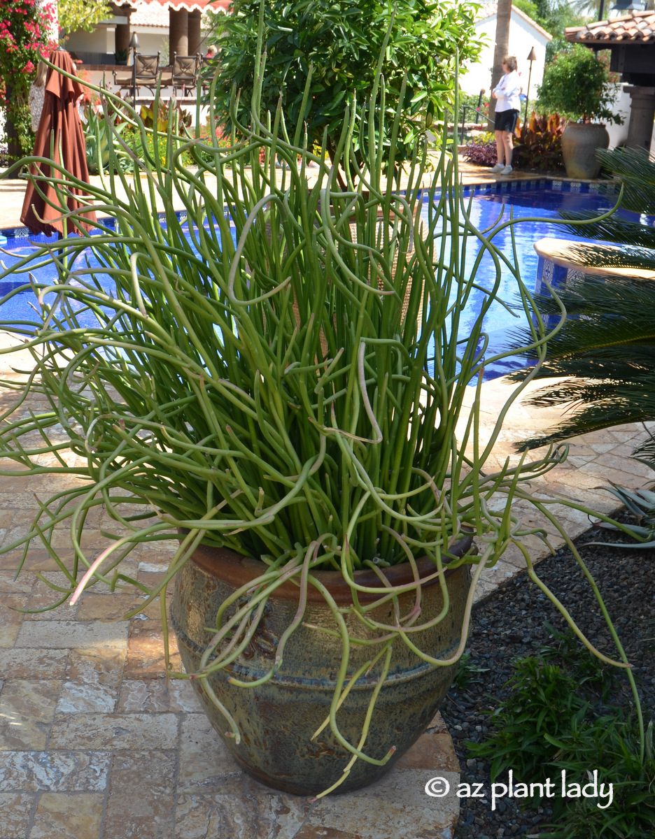 How to Fertilize Cactus and Succulents in Containers Ramblings from a