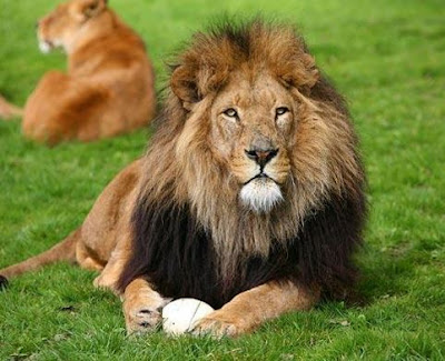 A lion on an egg, you say?