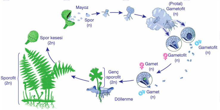 Цикл развития хламидомонады егэ биология. Гаметофит и спорофит хламидомонады. Хромосомный набор хламидомонады. Гаметофит это в биологии 7 класс. Гаметофит и спорофит хламидомонады.