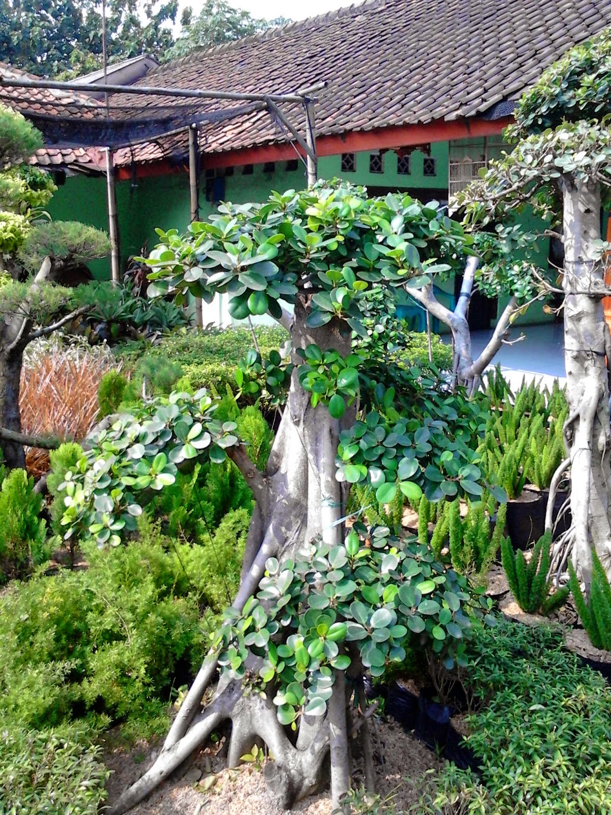 Pohon Bonsai Apa Itu Bonsai Pohon Bonsai Secara