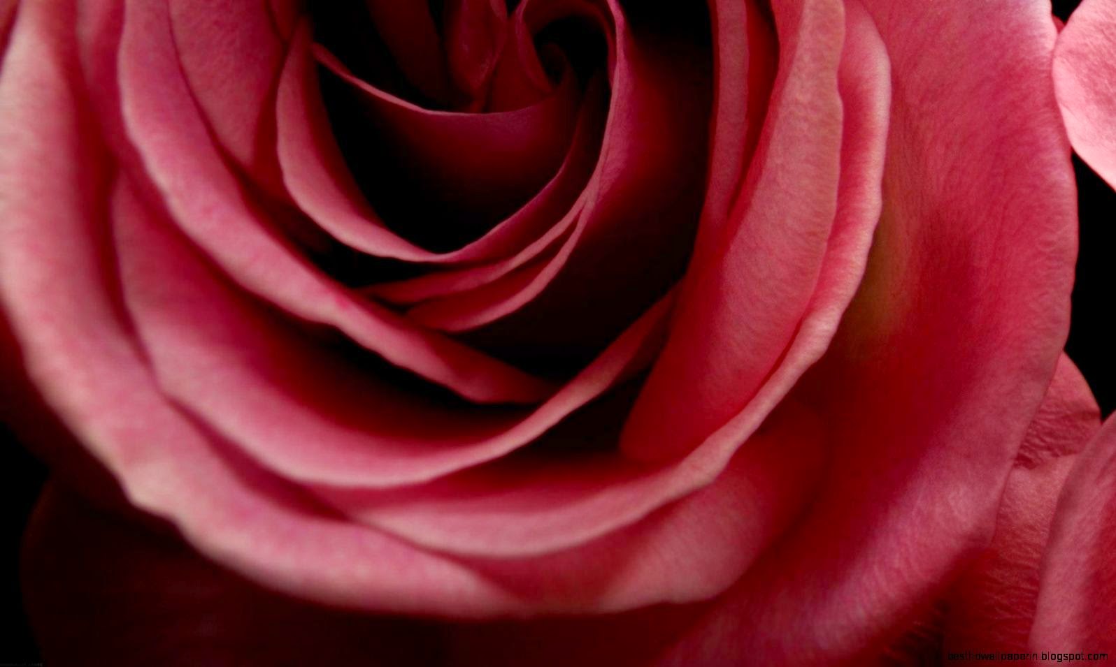 flowers dark red color roses hd wallpaper   23900   HQ Desktop