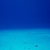 4 ballenas hermosas que no conoces