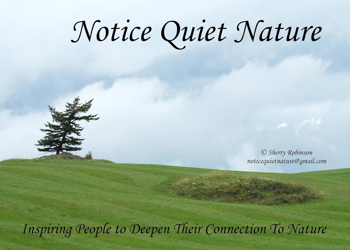 Notice Quiet Nature