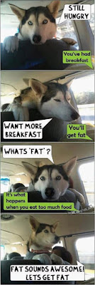 Dog humor : want more breakfest??