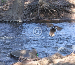 >Work to begin on Ho-Ho-Kus Brook duckshohokusbrook theridgewoodblog.net