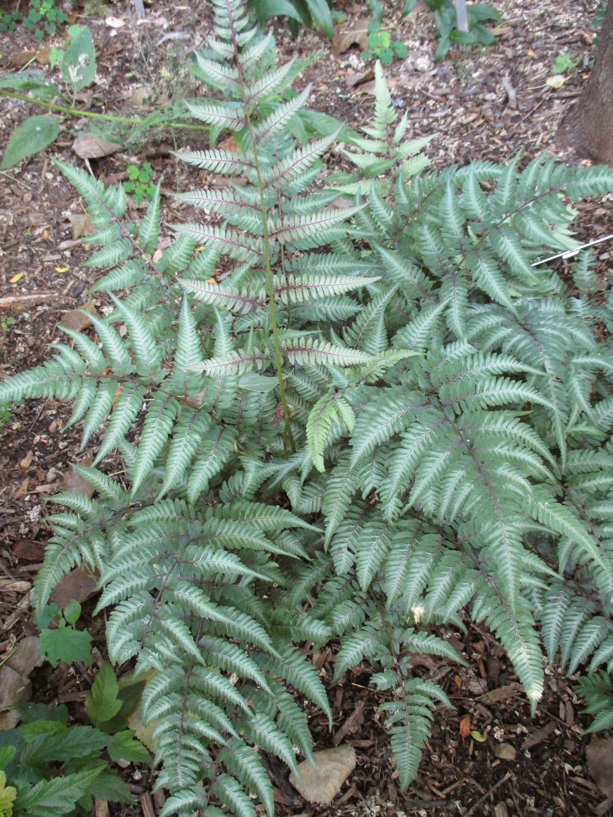 Rotary Botanical Gardens Hort Blog Ghost Fern A Solid Performer
