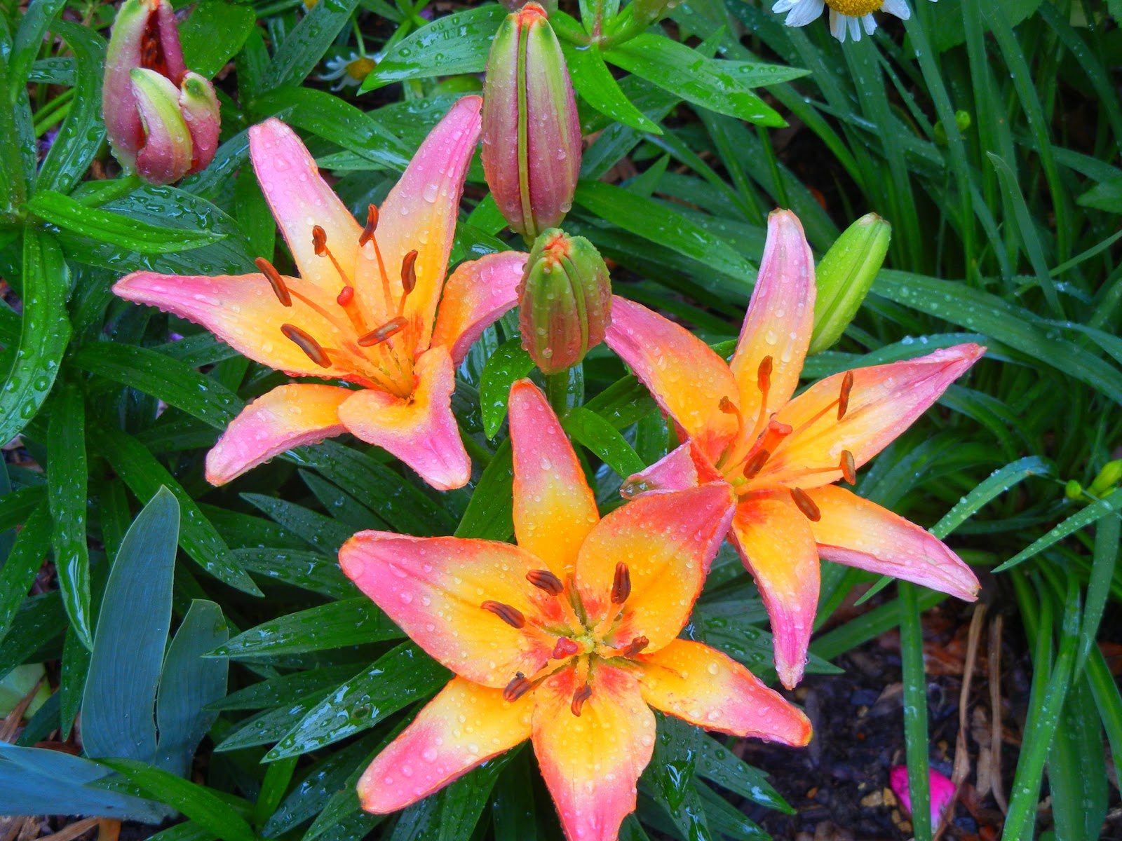 what's buzzin'? little lilies