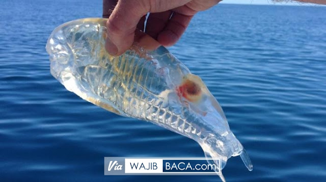 Ikan Transparan Layaknya Kantong Plastik Berhasil Diangkat ke Permukaan Oleh Pria Ini!