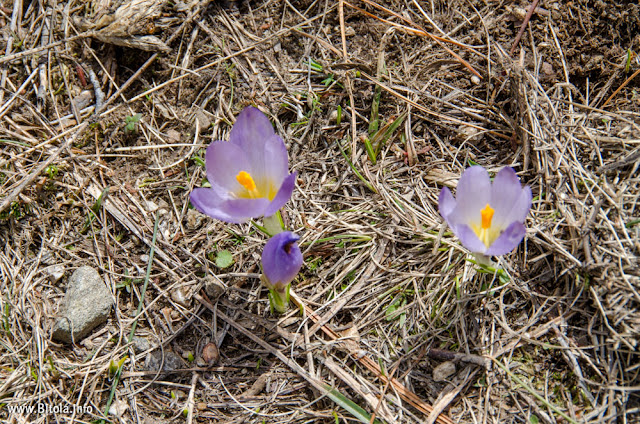 Flora - Pelister National Park, Macedonia