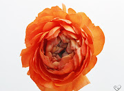 Orange Roses (orange roses )