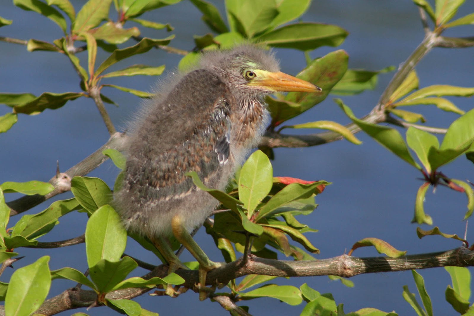 Hipster Birders Featured Feathered Friend Baby Edition! Green Heron