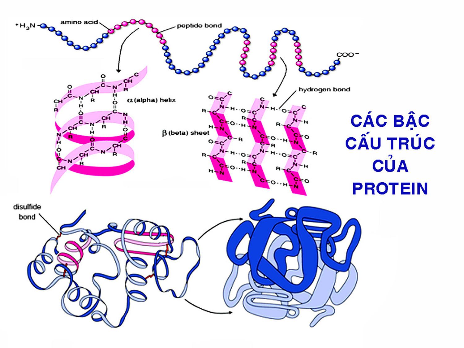 Biological image library: July 2012