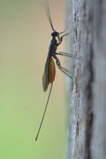 Large female wasp with elongated ovipositor the length of the rest of the body. Wasp is climbing a vertical wooden post.