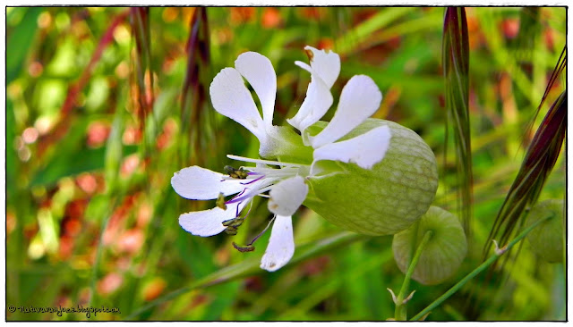 NaturAranjuez: Silene vulgaris (Colleja)