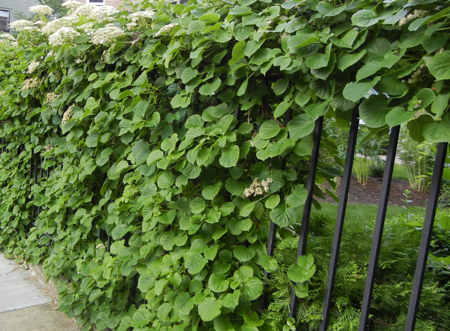 ChainLink Trellis ChainLink Coverage Climbing Hydrangeas