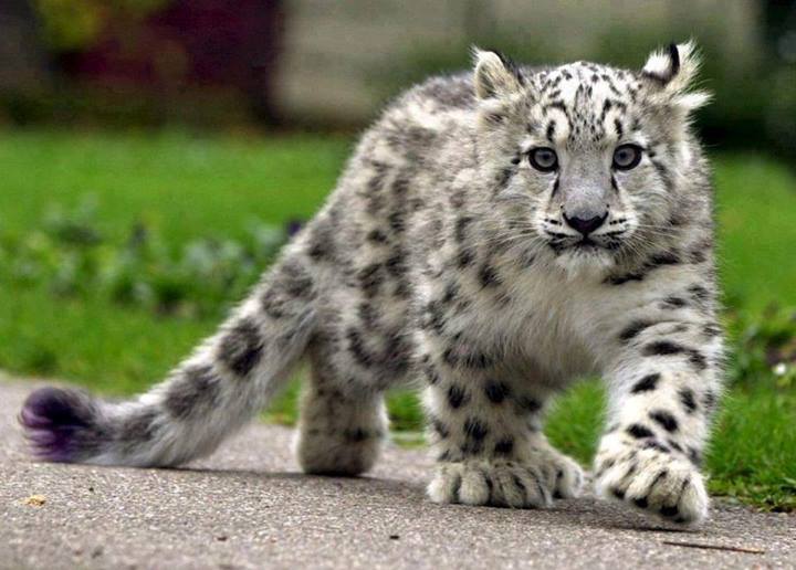 Wildlife Photos Snow Leopard Cub!