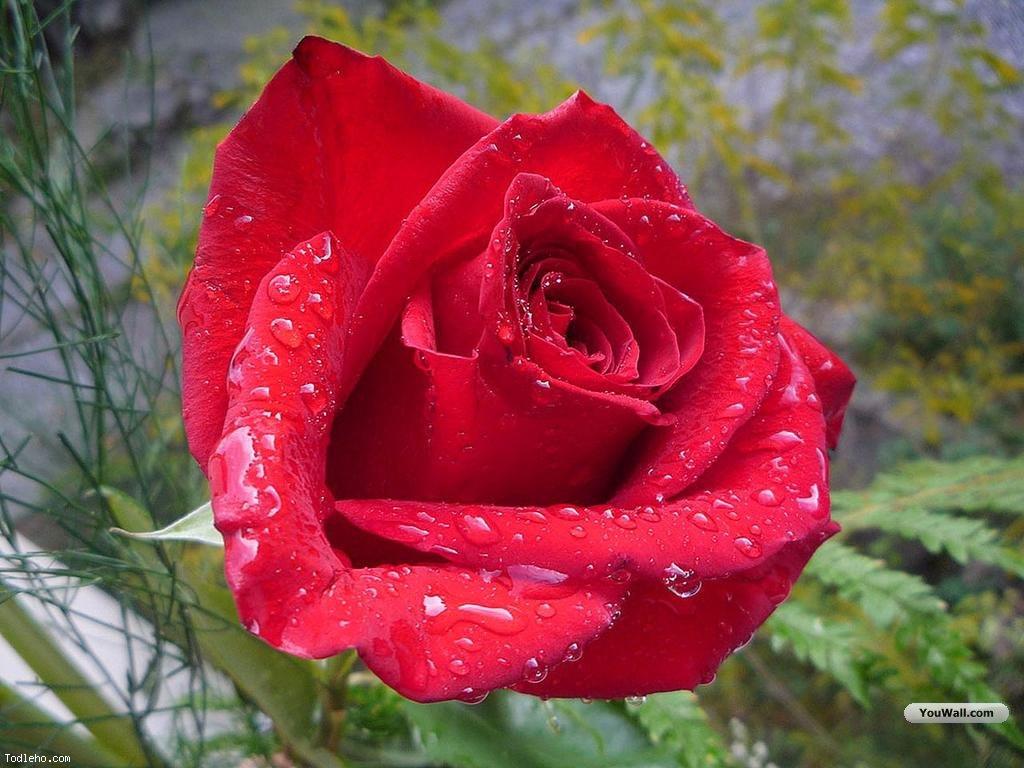 صورورد وحب / صور ورد صور ورد صورورد Tumblr ورد تمبلر ورد