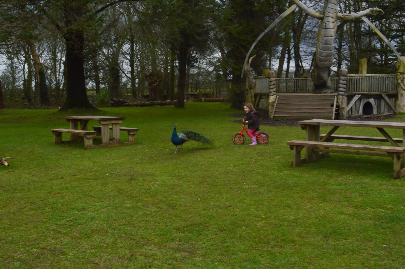 , First visit of the year to Manor Park (Anna&#8217;s Welsh Zoo) #CountryKids
