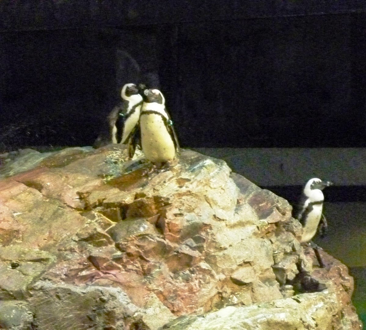 Writing Straight from the Heart Penguins at the New England Aquarium