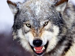 ¡Que viene el lobo! - artículo de Juan Manuel Olarieta Alberdi - año 2017 Lobo