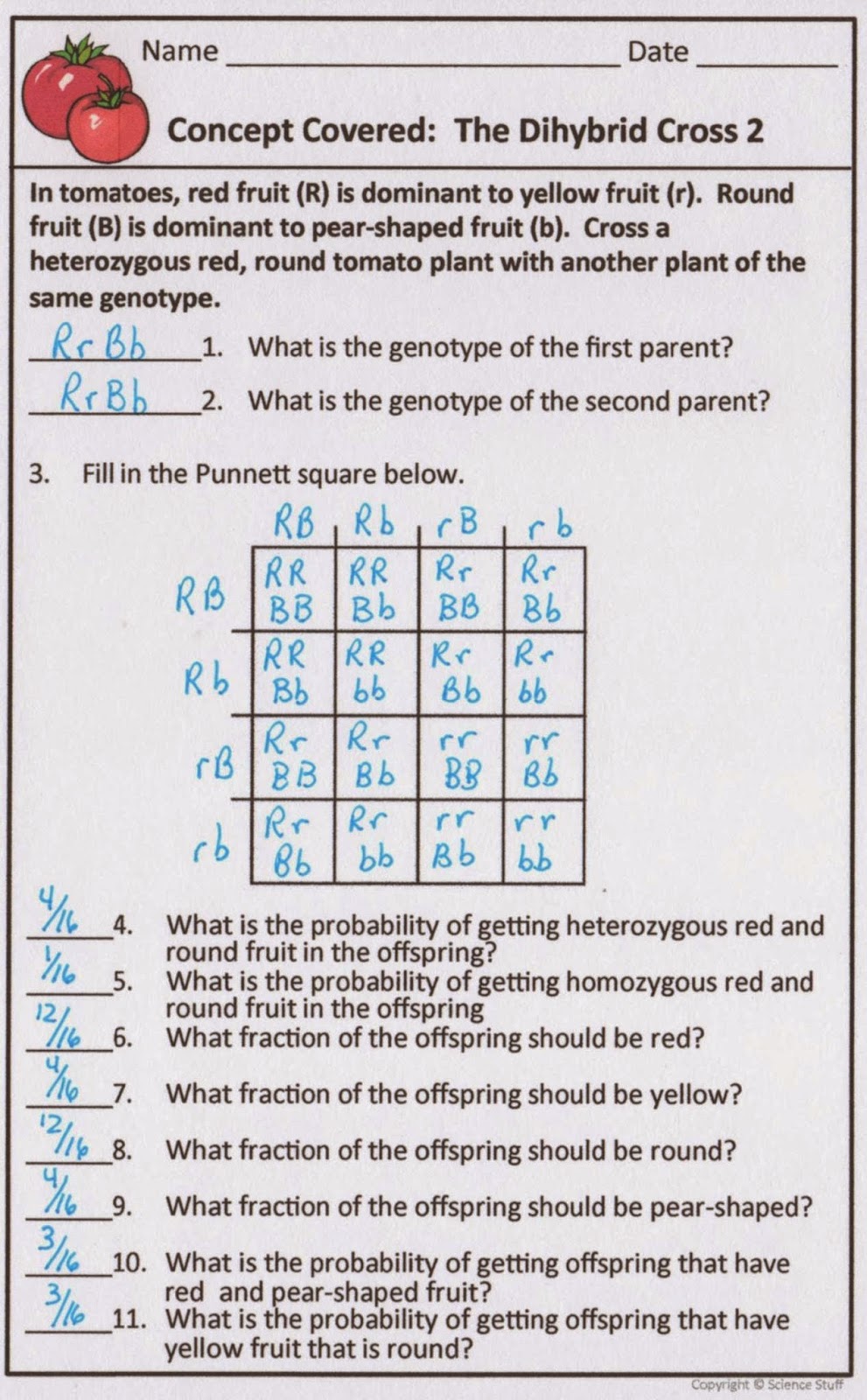 Chapter 10 Dihybrid Cross Worksheet Answer Key Rabbits - dihybrid_cross