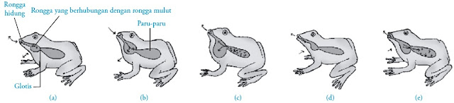 Sistem Pernapasan pada Katak (Amfibi)