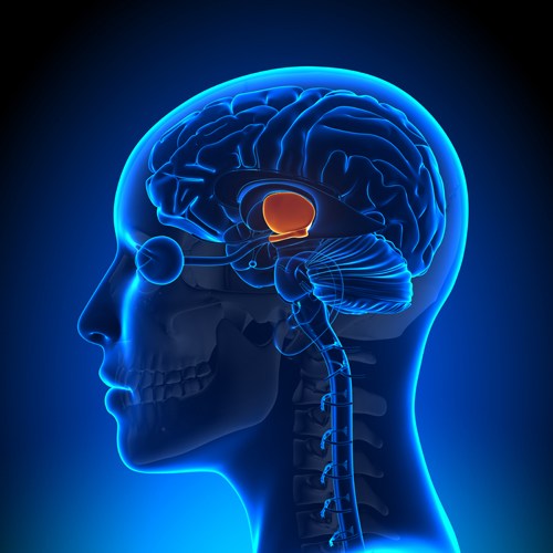 EM Didactic Pituitary Apoplexy em-didactic-pituitary-apoplexy