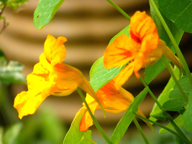 yellow nasturtiums against rope taraccota pot in background