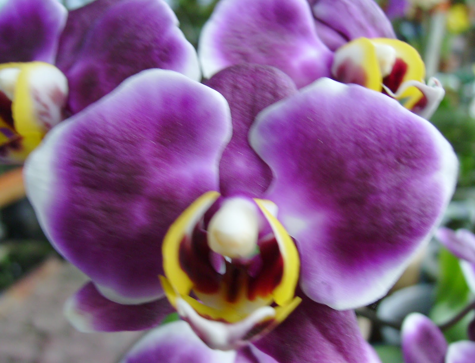 How to Grow Orchids Month ? Life Is Beautiful
