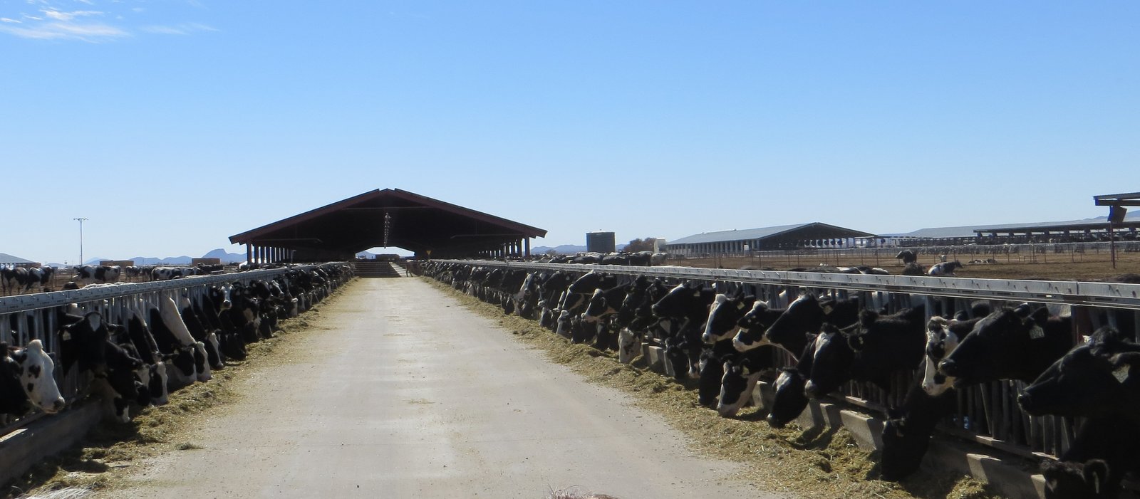 Palm Creek Update Shamrock Dairy Farm Tour