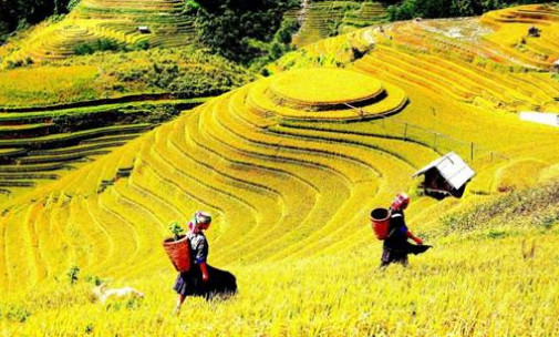 Ruộng bậc thang