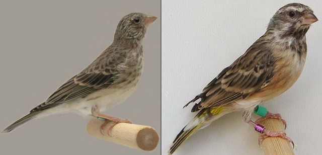 Artikel Burung Makanan Burung Sanger Kunci Agar Sehat Dan Cepat