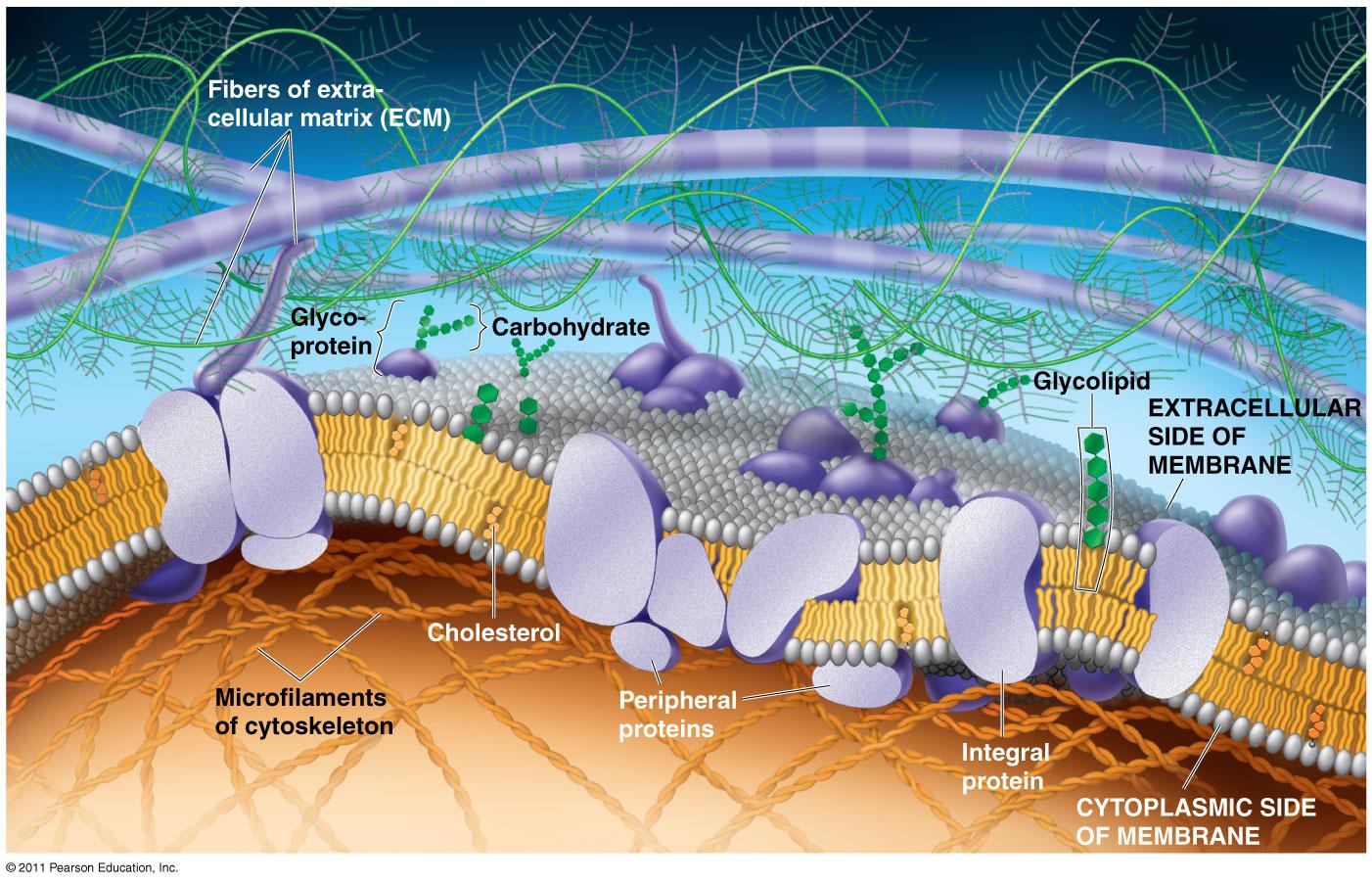 Biological Freak (5) 細胞膜(Cell Membrane)