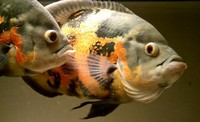 Catching the Elusive Texas Sunfish Exotic Fishes in Texas 