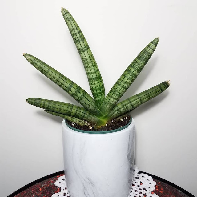 Sansevieria Cylindrica V Patula Boncel Gardening,Roof Replacement