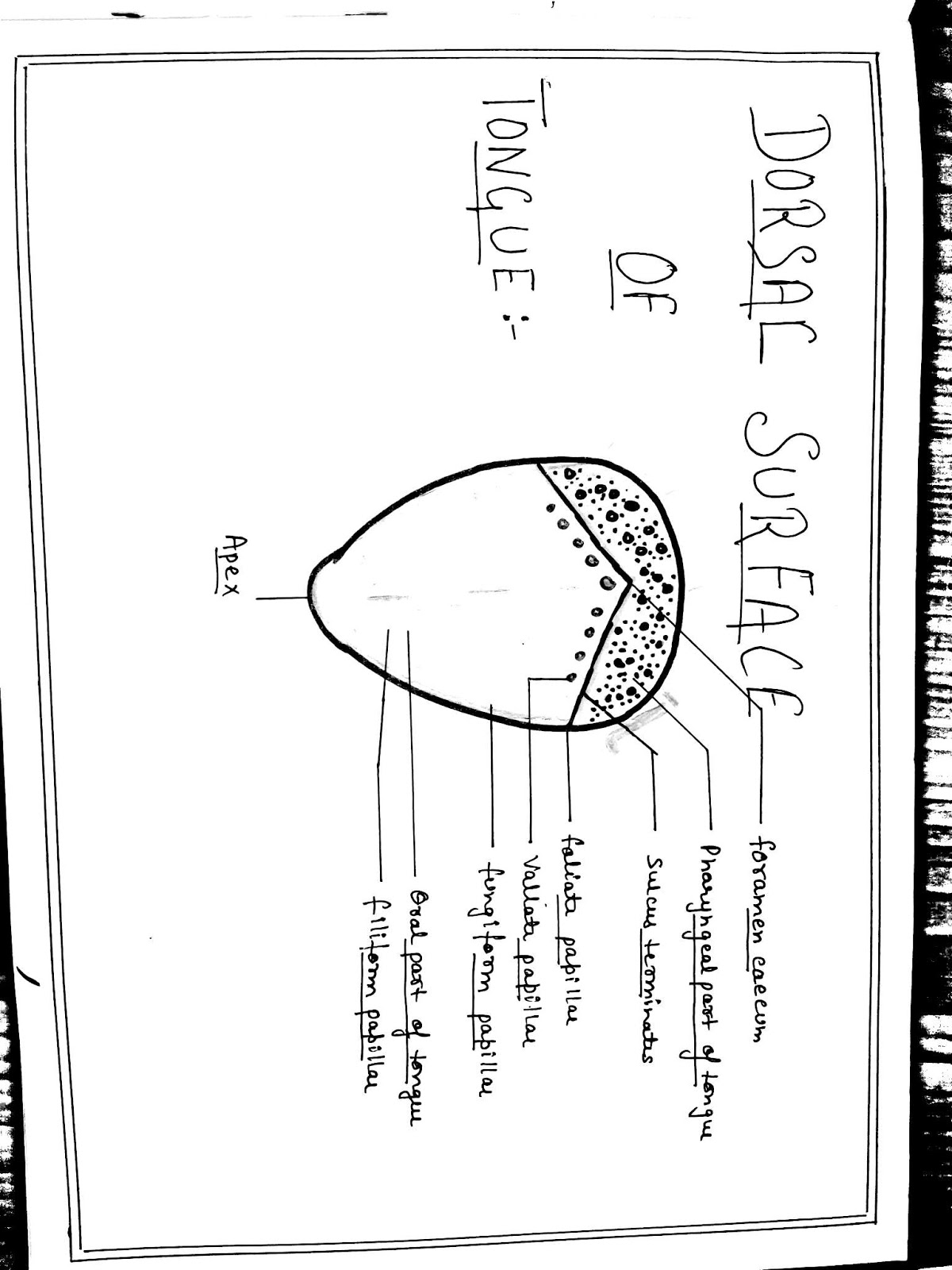 Anatomy Diagram Book