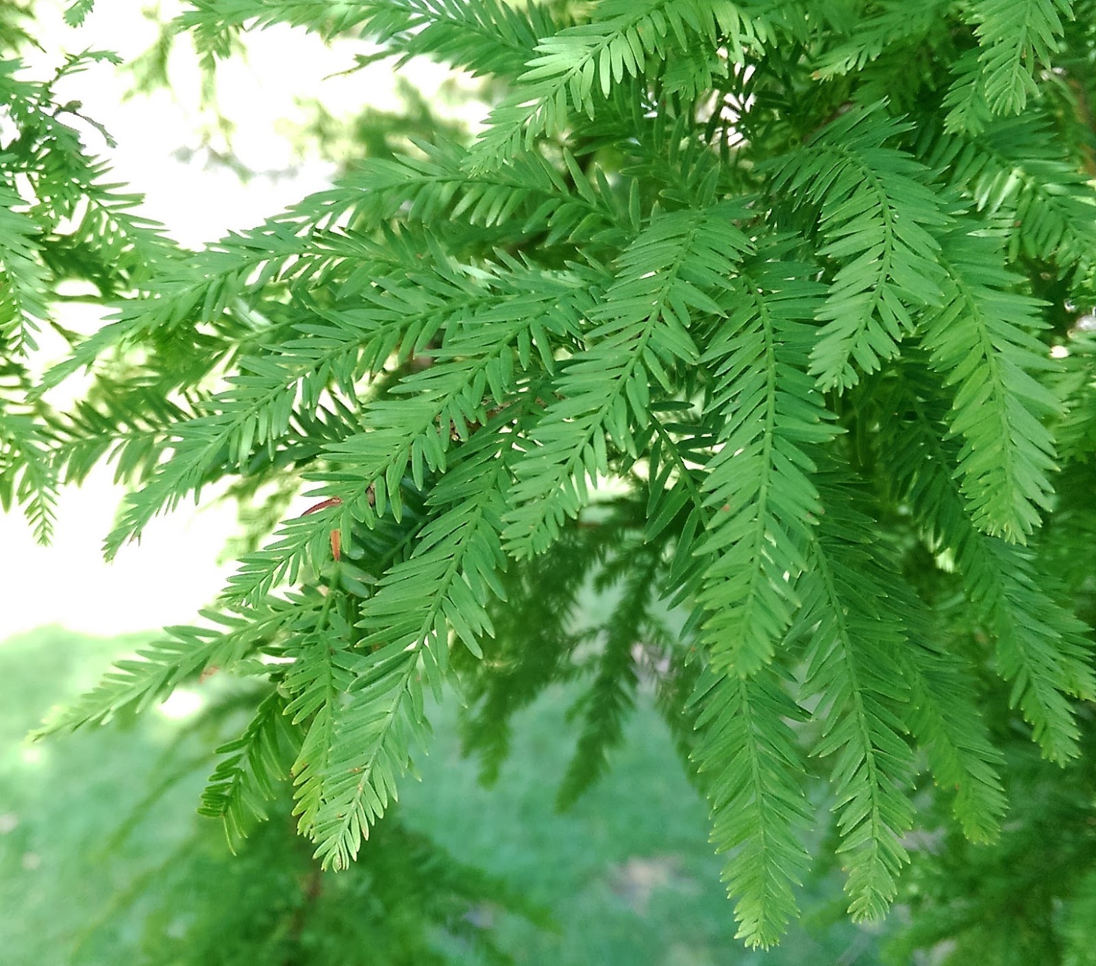Bald cypresses and their knobbly knees