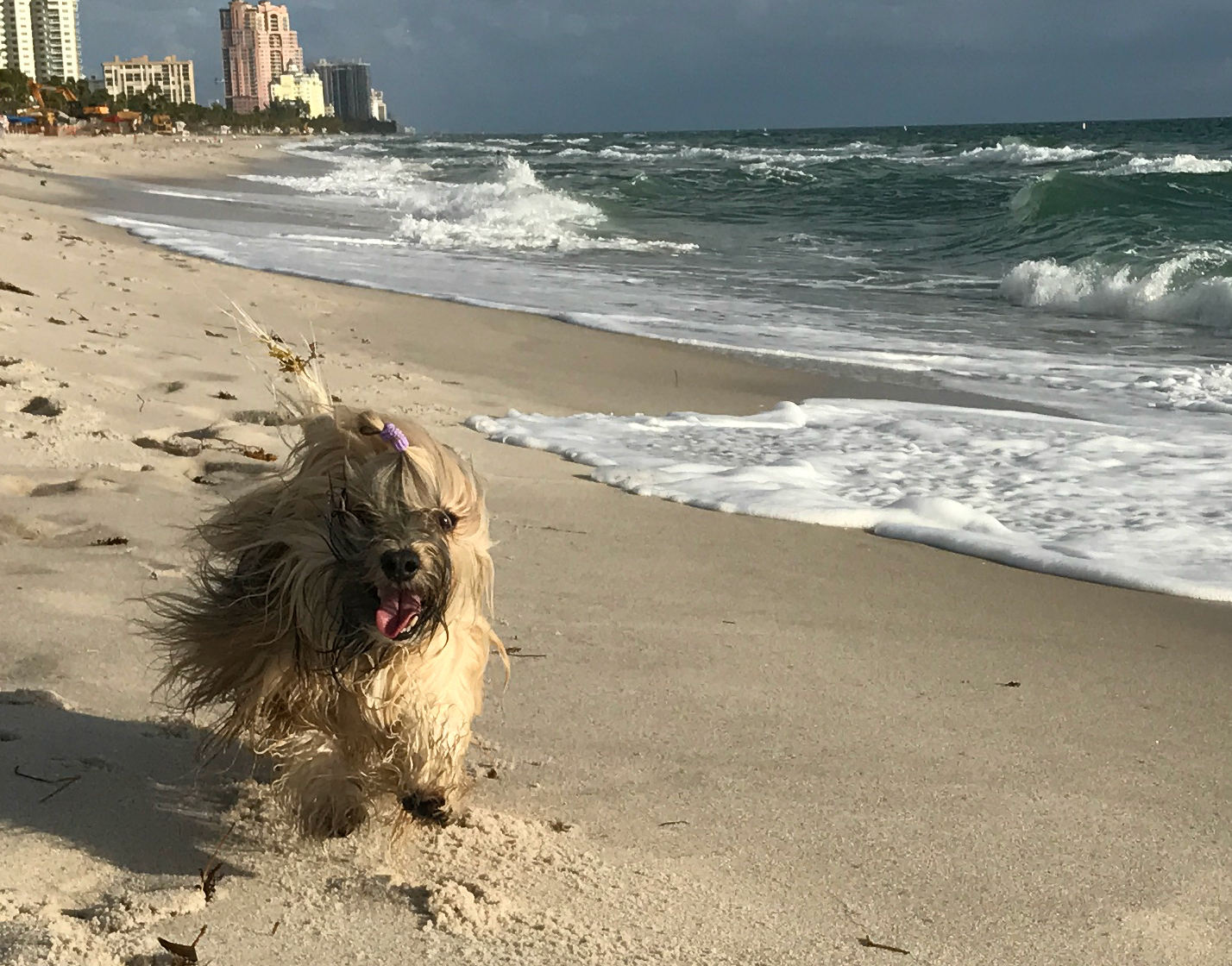 To Dog With Love Fluffy + Fido's FreebieFriday Heads to the Beach