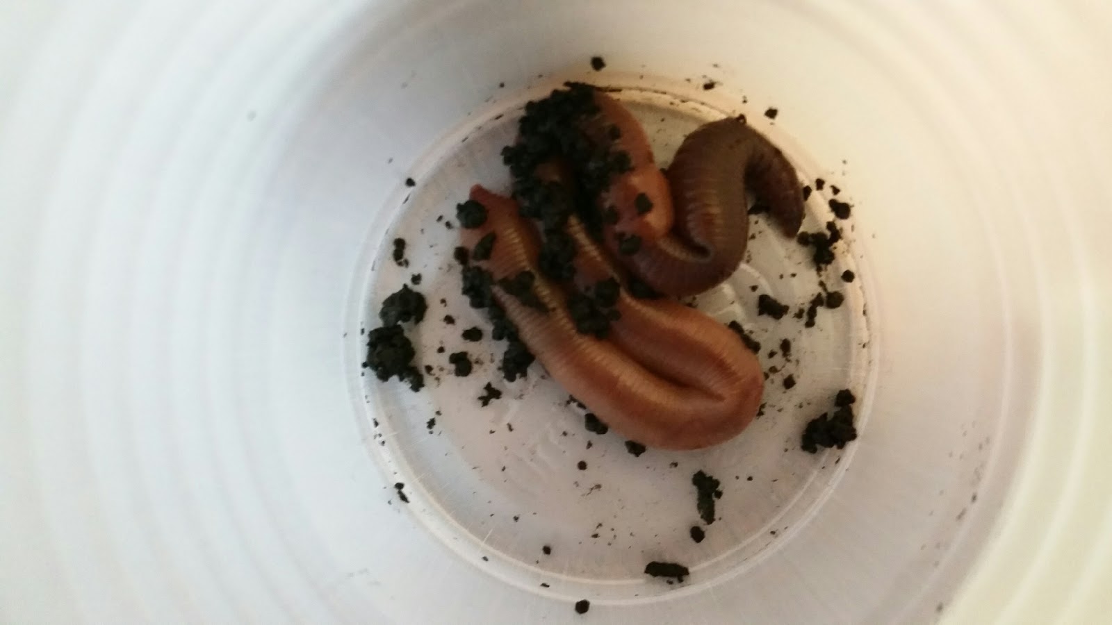 Twelve Makes a Dozen: August 2015