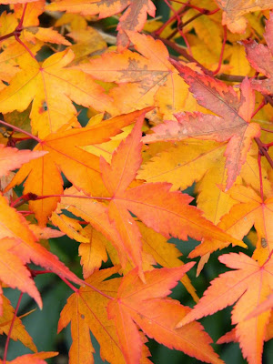 Acer palmatum Kiyo-hime  Japanese maple fall foliage detail Toronto Botanical Garden by garden muses-not another Toronto gardening blog 