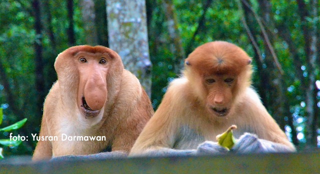 Nyanyi Sunyi John Di Utara Kalimantan Yusran Darmawan