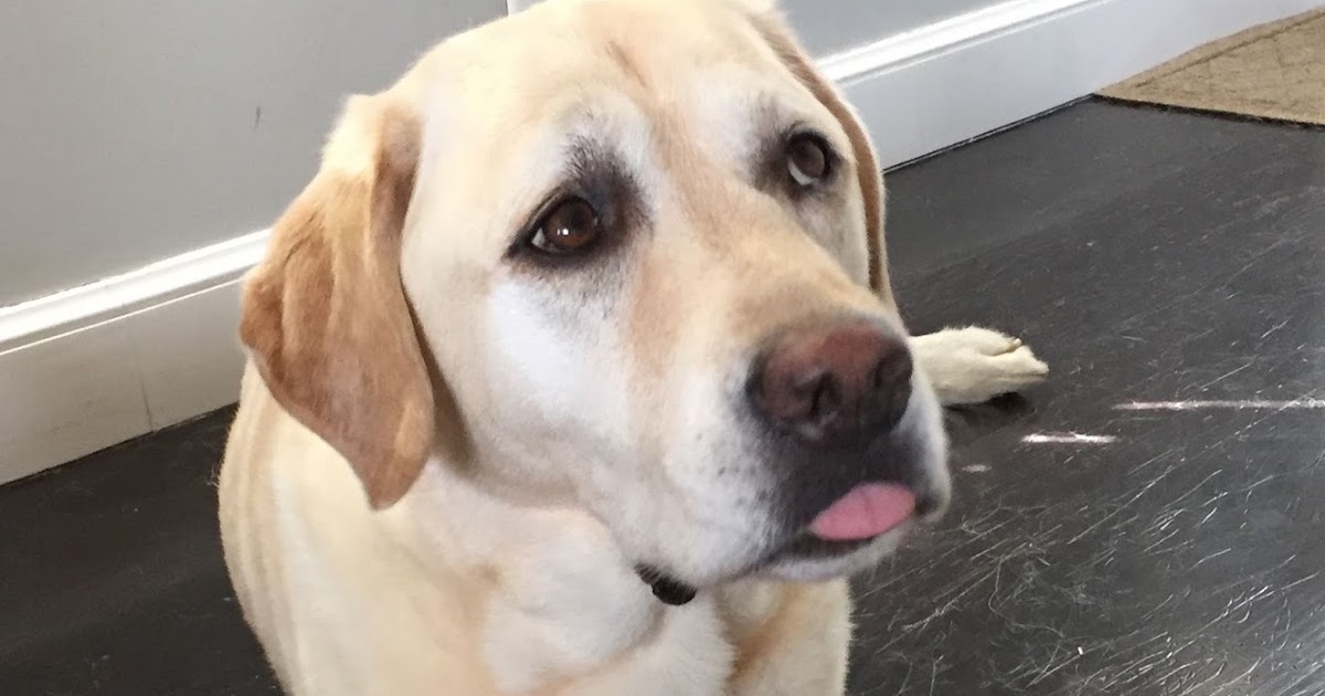 TakingPaws Hoover Dog