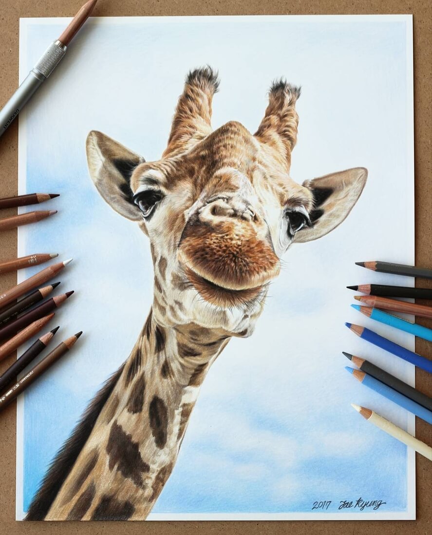 drawings of wild animals